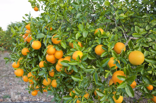 Фото 6. Продажа апельсин высшего сорта