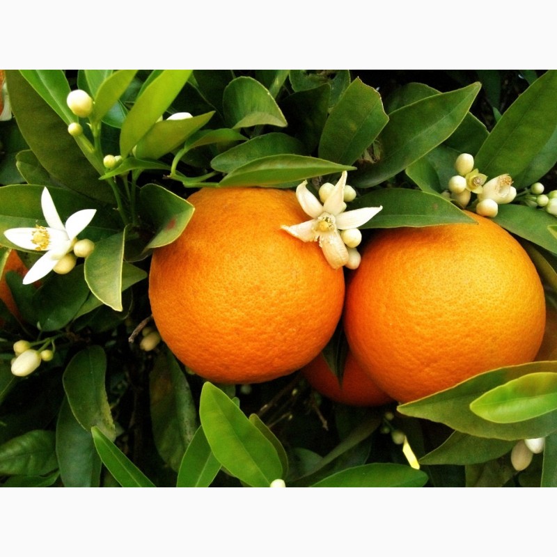 Фото 8. Продажа апельсин высшего сорта