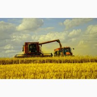 Пшеница, закупаем зерновые культуры.Опт