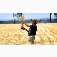 Пшеница, закупаем зерновые культуры.Опт