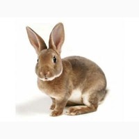 Корм для кроликов Откорм от 6 недель от ТМ ComFerma 275 грн