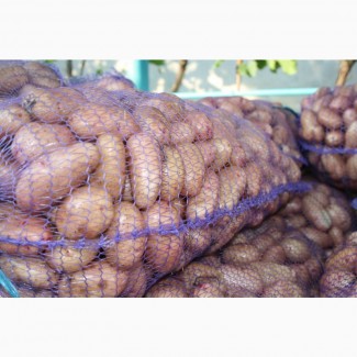 Продам молодой картофель сорт Тирас, опт от 5-20 тонн/сутки