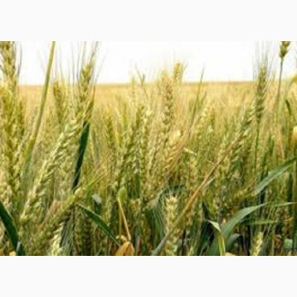 Озимая мягкая пшеница Шестизёрная