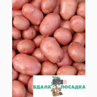 Продаж насіннєвої картоплі Белароза. Надсилання різними кар#039; єрськими службами
