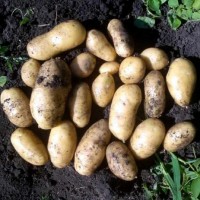 На постійній основі реалізую посадкову картоплю сорту Королева Анна