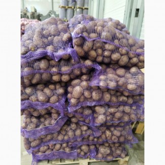 Продаж оптом картоплі товарної якості, Львівська область