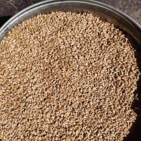 Пшениця з підвищеним вмістом проросших зерен