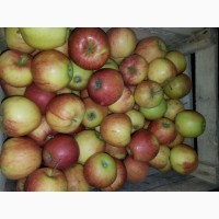 Продам яблука із хододильника