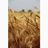 Куплю Пшеницю фураж, 2кл, 3 кл, по Україні