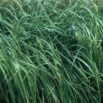 Продам Райграс однорічний - газонна трава - насінний матеріал (Райграс однолетний)