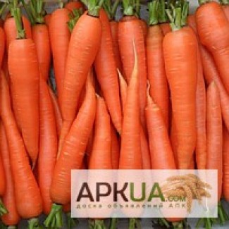 Семена моркови в ассортименте (договорная) Витасад пром юа
