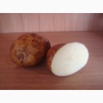 Семенной картофель тоскана/винетта с песка 2, 0 грн