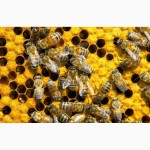 Продам высокопродуктивных пчел от лучших маток укр.степной породы