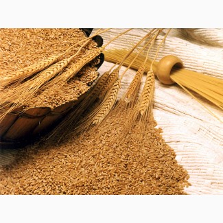 Компания на постоянной основе закупает Пшеницу от производителя, на условиях поставки CPT