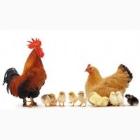 Цыплята суточные мясояичных пород, домашние