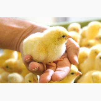 Покупайте с гарантией яйца инкубационные Фокси Чик