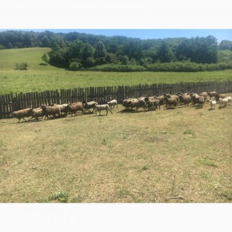 Продам котных овец чисто порода романовская 83 голов