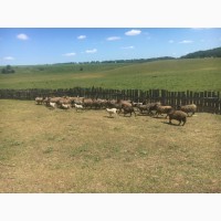 Продам котных овец чисто порода романовская 83 голов