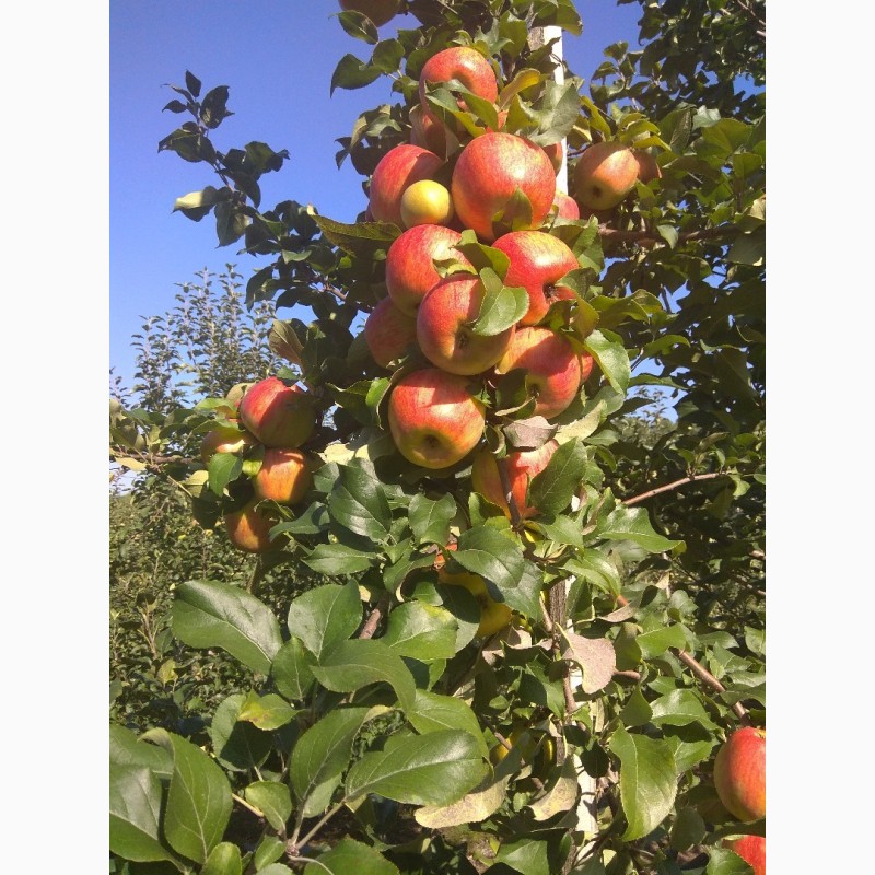 Фото 2. Продам яблука врожаю 2018 року з саду