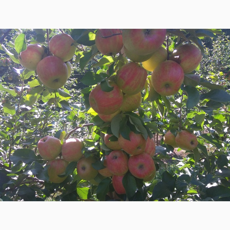 Фото 3. Продам яблука врожаю 2018 року з саду
