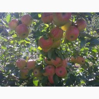Продам яблука врожаю 2018 року з саду