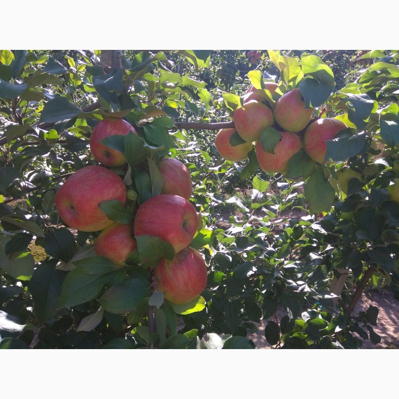 Фото 4. Продам яблука врожаю 2018 року з саду