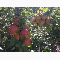 Продам яблука врожаю 2018 року з саду