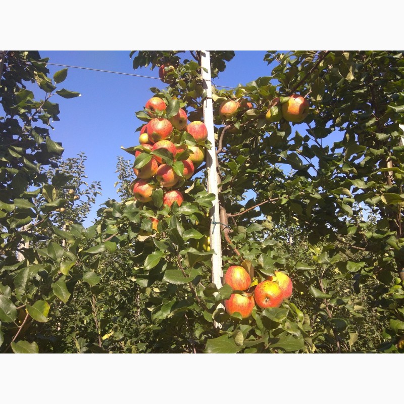 Фото 5. Продам яблука врожаю 2018 року з саду