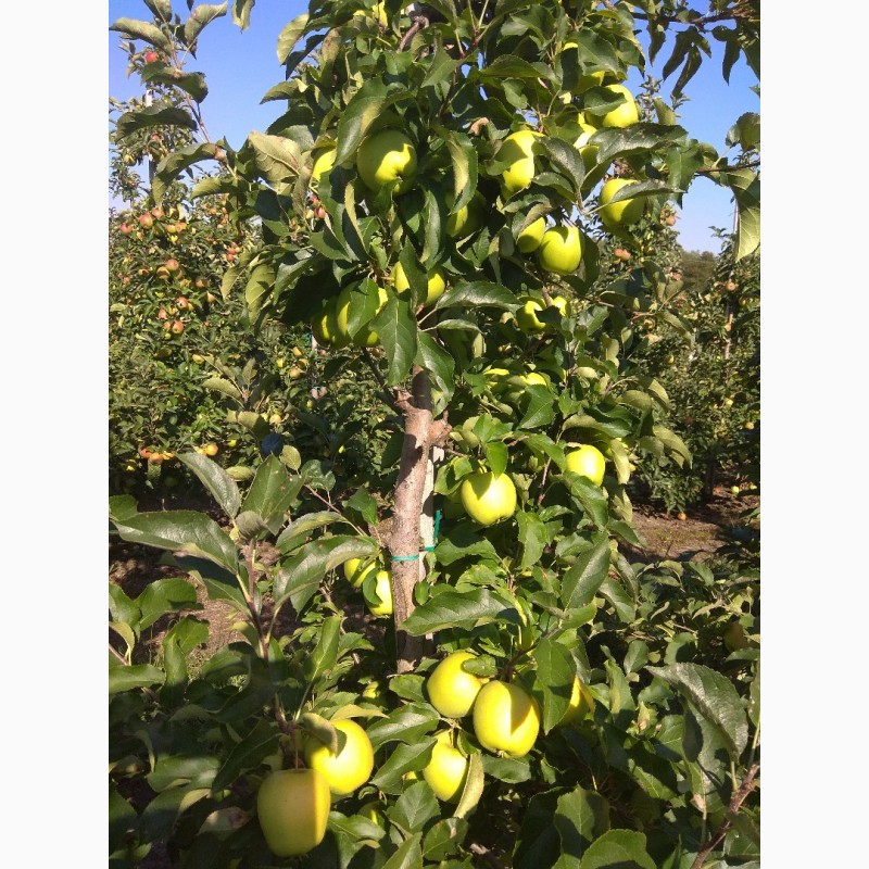 Фото 6. Продам яблука врожаю 2018 року з саду
