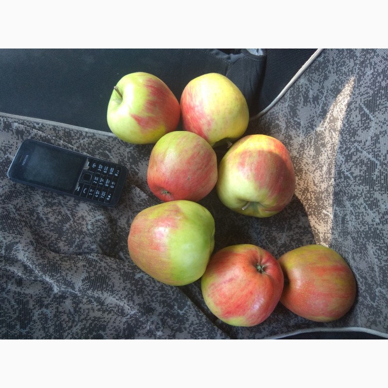 Фото 7. Продам яблука врожаю 2018 року з саду
