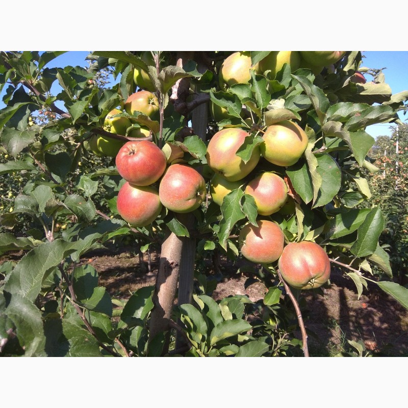 Фото 8. Продам яблука врожаю 2018 року з саду