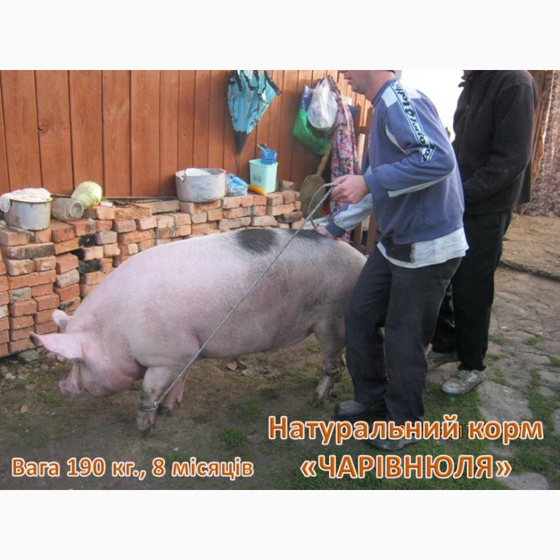 Фото 2. Еко-корм «Чарівнюля» для свиней, худоби та курей