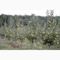 Саджанці яблуні оптом(Флоріна, Моді, Голд Богемія)