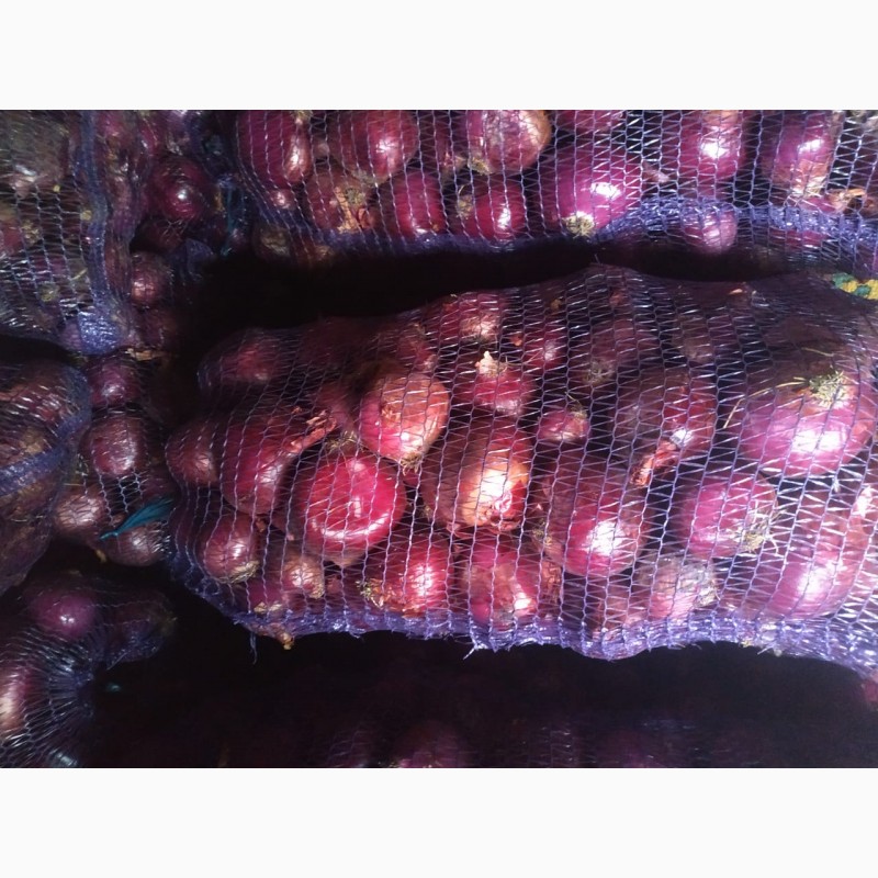 Фото 2. Продам лук фиолетовый от производителей и поставщиков от 20 тонн