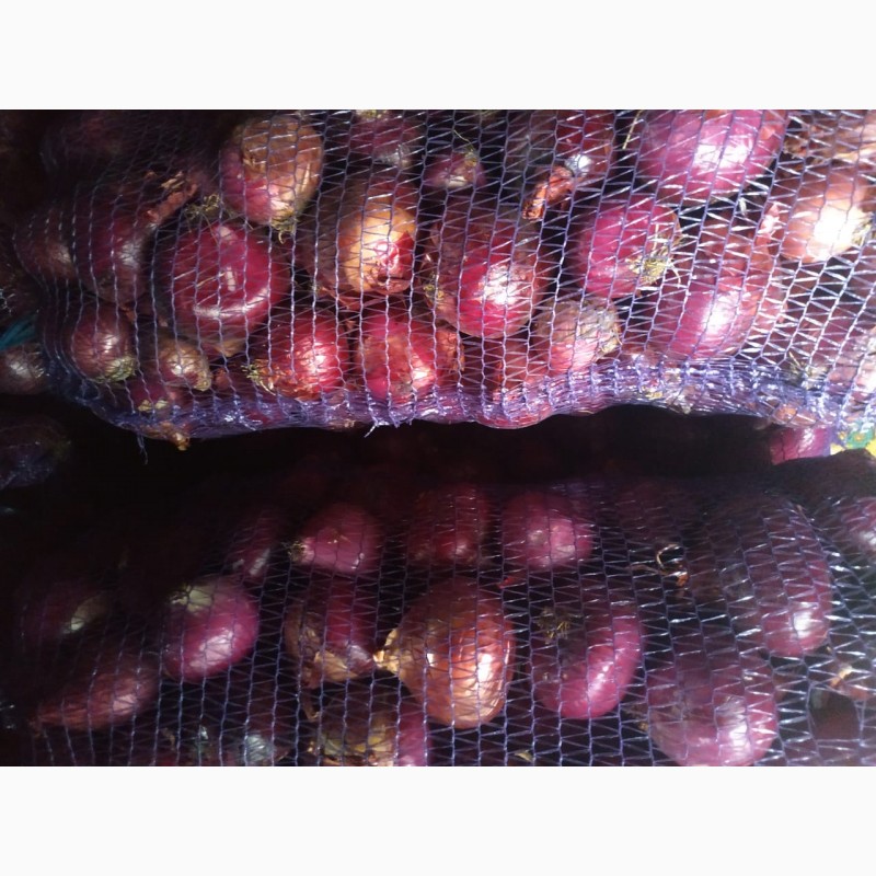 Фото 3. Продам лук фиолетовый от производителей и поставщиков от 20 тонн