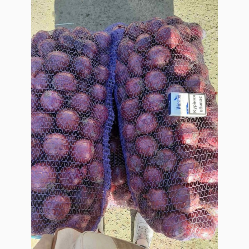 Фото 4. Продам лук фиолетовый от производителей и поставщиков от 20 тонн