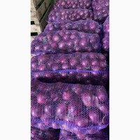 Продам лук фиолетовый от производителей и поставщиков от 20 тонн