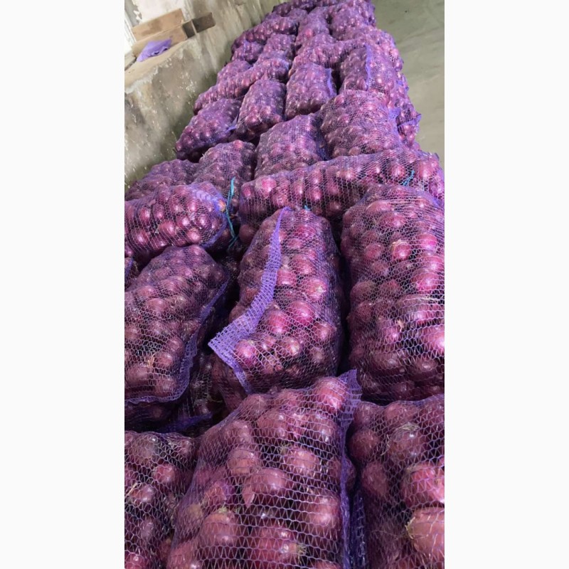 Фото 8. Продам лук фиолетовый от производителей и поставщиков от 20 тонн