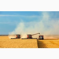 Куплю зерно: Пшеница крупным оптом