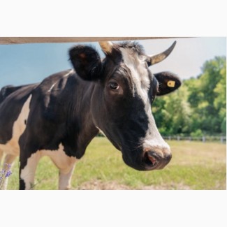 Закупаем коров, Быков, молодняк в Днепропетровской области