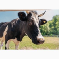 Закупаем коров, Быков, молодняк в Днепропетровской области