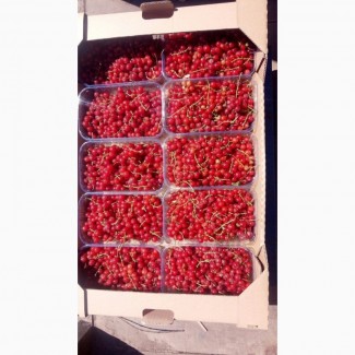 Продам ягоды красной смородины (поричка)