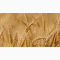 Семена озимой пшеницы ЛУКУЛЛУС Австрия