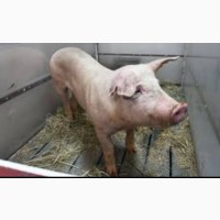 Закупаю свиней живым весом 110-140 кг самовывоз