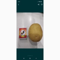 Продам домашний картофель