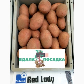Терміново продамо картоплю рожевого сорту Ред Леди.Надсилання кар#039; єрськими службами