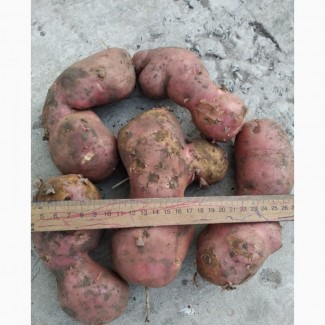 Продам оптом картопля товарна, Житомирська область