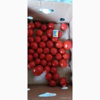 Продам помідори круглий є самозбір