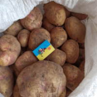 Продам оптом- від 3т товарну картоплю від виробника Арізона, Пікасо