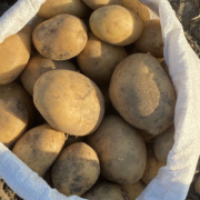 Продам оптом- від 3т товарну картоплю від виробника Арізона, Пікасо
